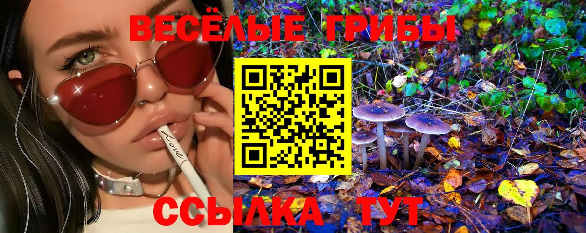 закладка  Балашов  Псилоцибиновые грибы GOLDEN TEACHER 